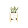 Comércio Exterior Desenho animado criativo planta suculenta em vaso broche joia letras personalizadas folha de babosa em vaso broche distintivo