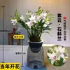 Orquídea Dendrobium Nube Morada Planta en Maceta de Interior Actualmente con Maceta Paisaje Fragancia Ligera Flor de Orquídea Planta Escritorio Oficina Flores de Interior Fácil de Cuidar
