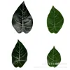 Hojas de Caladio Simuladas con Adhesivo Trasero, 10 cm, Accesorios para Colgar en la Pared DIY, Plantas Verdes Artificiales, Hojas de Potos, Hojas Verdes