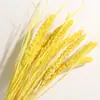 Ramo de Flores Secas de Yunnan Espigas de Mijo Espigas de Grano Decoración para el Hogar Literaria Pastoral Accesorios para Fotografía Flores Secas DIY Venta al por Mayor