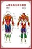 Diagrama del Esqueleto Humano, Cartel de Pared Grande, Diagrama de Órganos, Gráfico de Estructura de Órganos Internos, Gráfico de Puntos de Acupuntura, Póster del Gráfico de Anatomía Muscular Humana