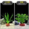 Plantas de Acuario, Decoraciones de Paisajismo con Césped Real, Plantas Aptas para Principiantes, Crisantemo Verde Ciempiés, Plantas de Sombra, Piedra Volcánica, Plantas Verdes Purificadoras de Agua