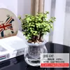 Plantas Verdes Hidropónicas Rábano Verde Gardenia Árbol del Dinero Hiedra Espárragos Bambú Pequeñas Plantas Verdes de Interior Plantas de Maceta Perennes para Todas las Estaciones