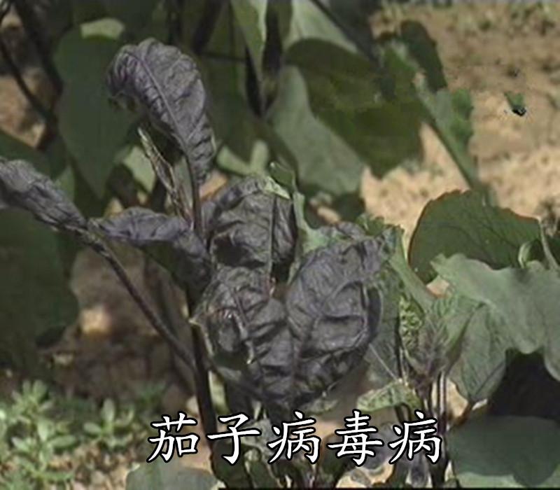 病毒病4