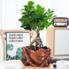 Bonsai de figueira grande, adequado para mesas de escritório, salas de estar e como folhagem de interior; Plantas de figueira pequena em vaso, fáceis de cultivar e cuidar