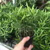 Plantas de Pedra Absorventes de Água, Plantas Verdes, Pedras de Água, Tanques de Água e Terra, Tanques de Floresta Tropical, Paisagismo de Rochas, Samambaias Musgosas, Plantas de Bonsai para Micro-Paisagismo
