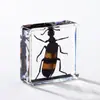 A Fábrica de Artesanato Zhongkun vende espécimes de insetos genuínos como itens decorativos, embutidos em resina de alta transparência, como brinquedos científicos educativos para crianças.