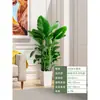 Árbol Feliz Sala de Estar en Maceta Planta Verde Grande y Vieja Oficina Árbol Seguro Planta Absorbente de Formaldehído Fácil de Mantener en Todas las Estaciones