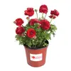 Bulbos de Ranúnculo, bulbos de Peônia, Peônias de flor dobrada, plantas fáceis de cultivar e resistentes para todas as estações, mudas de flores em vasos