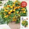 Semillas de Tomate Amarillo Cereza Enano en Maceta al por Mayor Todo el Año Semillas de Tomate Pequeño de Primavera Semillas para Balcón