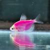 Pez Ángel de Colores Amarillo Limón Morado Pez Tropical Pequeño Ornamental Fácil de Mantener Acuario de Plantas de Agua Dulce Peces Pequeños que Nadar en Grupo