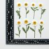 Crisântemo de Cristal com Galhos, Porta-Retrato Embossado com Flores Secas, Marcador de Página, Cartão de Cumprimentos de Casamento, Capa de Celular com Cola, Material para Adesivo de Rosto