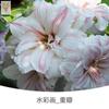 Dropshipping Bola de Cera de Amarilis Cera para Sellar Amarilis de Doble Pétalo Bulbo Planta en Maceta Floreciente Extra Grande Interior Balcón Persona Perezosa