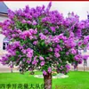 Dropshipping de mudas de lilases, mudas de flores perfumadas, plantas resistentes ao frio que florescem em todas as estações, pátios externos no Norte e no Sul