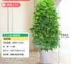 Árvore Bico de Pato de Grande Porte Que Atrai Riqueza de Todas as Direções, Planta de Vaso para Sala de Estar Interna Fácil de Cuidar, Sempre Verde o Ano Todo, em Formato de Torre