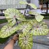 Sensación de simulación planta verde grande fábrica de comercio exterior 7 sensación color hojas de taro paisaje selva tropical jardín planta verde al por mayor