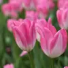 Bulbos de Flor de Narciso, Plantas de Vaso Resistentes ao Inverno para Interior Cultivadas em Água, Narcisos de Pétalas Duplas Que Florescem Quando Expostos à Água