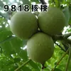 Venta Dropshipping de Plántulas de Nogal y Frutales para Plantar en el Norte y Sur, Plántulas de Pecana 8518 Injertadas de Planta Directa de Cáscara Delgada y Piel de Papel
