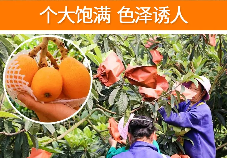 云南蒙自枇杷详情图
