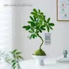 Oito Direções Trazem Riqueza Pé de Pato Madeira Bola de Musgo Planta Interior Sala de Estar Escritório Mesa Quatro Estações Sempre Verde Fácil de Cuidar Planta Verde