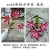 Novo produto transfronteiriço: Flores de Lírio Artificiais, Lírios de Fada Eva de 3 Cabeças, Flores Artificiais Atacado para Casamentos, Salões de Casamento e Decoração de Casa