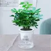Schefflera Arborvitae em Vaso Atraente de Fortuna, Bonsai de Flor de Mesa Perene, Planta em Vaso Árvore do Dinheiro