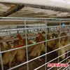 Equipo de Cría de Jaulas para Aves de Corral, Jaulas Grandes de Tipo Escalera por Niveles, Equipo para Gallinero con Limpieza Automática de Estiércol, Jaulas para Patos de Alambre Galvanizado