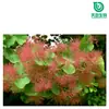 Fábrica SC TianBen de Xi 'an Flavina de Urushi 98% Estándar Externo Fesuridona Cotinus Cotinus Extracto Materia Prima 50% 85%