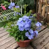 Hiedra Trepadora en Maceta Copo de Nieve Azul Plantas Grandes en Maceta para Patio Jardín Balcón Plantas Verdes Ornamentales Plántulas de Flores Perennes