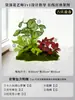 Musgo para Paisajismo de Plantas Verdes Plantas Artificiales Decoración Flores Artificiales Combinación Tropical para Interiores Paisaje de Ventana Persa Arreglo de Césped