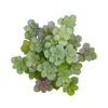Planta Suculenta Artificial Ecológica 11cm Folha Côncava Sedum Planta de Plástico Verde Planta Pequena de Bonsai Decoração de Parede Acessórios de Suculenta