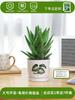 Envío directo Aloe Vera en maceta Interior Dormitorio Purificador de aire Resistente a la sequía Florales y Plantas Verdes Escritorio de oficina Buen almacenamiento