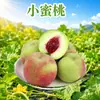Qingzhou, Shandong, melocotones pequeños al por mayor y entrega 3/ 2.5 kg Fruta pequeña, dulce y jugosa, melocotones jugosos de temporada, fruta fresca