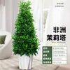 Jasmim Africano Planta Verde de Interior Jasmim Cabeça de Tigre em Vaso Grande Além de Formaldeído Casa Nova Casa Casa Presente de Inauguração Casa Nova Flor Real