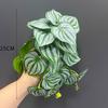 Planta Verde de Simulación Planta En Maceta Pequeña Espalda de Tortuga Planta En Maceta de Escritorio Planta Verde Pequeña Flor Falsa Decoración Planta Verde Flor Falsa de Plástico Planta de Simulación
