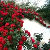 Plántulas de Rosa Trepadora, Plántulas Pequeñas, Balcón Jugoso, Florecen Todo el Año, Plantas Trepadoras, Rosas con Capullos, Enredaderas de Rosa