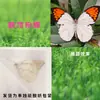 Especímenes de Mariposas Reales para Práctica, Mariposas Originales con Alas Sin Abrir, Materiales DIY para Espécimenes de Insectos, Mariposas Monarca, Insectos Originales, Mariposas Cola de Golondrina