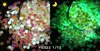Lantejoulas que Brilham no Escuro Glitter Nail Art DIY Lantejoulas Sonhadoras Fluxo Misto Glitter Multicor Tartaruga Luminescente Noturna