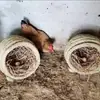 Gallinero antiguo gallinero gallinero de paja cobertizo gallinero ponedor gallinero exterior nido para poner huevos de gallina nido para poner huevos de tamaño grande