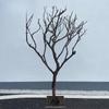 Galho seco natural paisagismo galho seco tronco árvore dos desejos árvore morta modelagem interna galho de árvore tronco tronco de madeira de janela árvore decorativa