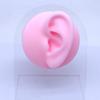 Gaby Europa y Estados Unidos transfronterizo silicona suave simulación modelo de órgano modelo rosa accesorios de exhibición para enseñanza médica