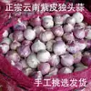 Alho de Cabeça Única com Frete Grátis 2025 Fazenda Fresca de Yunnan Dali, Cabeças de Alho Únicas com Casca Roxa, Alho Único com Casca Vermelha, Cabeças de Alho Secas