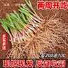 Plántulas de raíz de puerro raíz de puerro verdura raíz terrones grandes maceta grande hojas anchas individuales cuarto raíz de puerro rojo comestible balcón plantación de verduras mamá disfruta