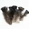 80 Tipos de Penas Naturais de Faisão, Penas Reais, Decorações Nativas Americanas, Acessórios DIY, Acessórios de Cabelo, Peças para Brinquedo de Vara para Gato