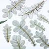 Planta Rosa Folha Branca Espécime Embotido Material Artesanal Infantil Adesivo Folha Real Cola Moldura de Foto