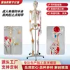 Suministrado directamente por el fabricante, modelo de esqueleto humano de cuerpo completo, esqueleto de adulto con puntos de inserción muscular y ligamentos para la enseñanza de anatomía