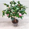 Los Brotes de Camelia Son Fragantes y Aromáticos en Todas las Estaciones. Las macetas son fáciles de cuidar en todas las estaciones. Los Brotes de Camelia con Capullos Son Plantas Verdes Fáciles de Cultivar y Resistentes al Frío