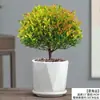 Planta Vermelha Nan de Folha Pequena em Vaso Flor Antiga Empilhada Bonsai Escritório Fácil de Cultivar Sempre Verde Vaso de Cerâmica Plantas Verdes em Todas as Estações