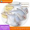 Pomfret pequeno pescado no mar, Pomfret prateado fresco, frutos do mar congelados rapidamente, peixes do mar, peixes brancos aquáticos, peixes selvagens extragrandes pescados no mar