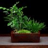 Vaso de flor de areia roxa vaso quadrado para bonsai plantio de flor verde de mesa pilha velha Banyan Tree jardinagem suculenta interior rocalha atacado